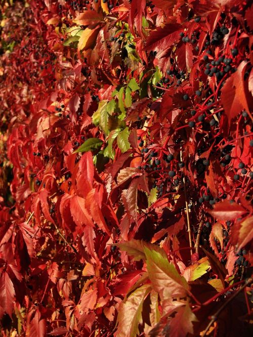 red ivy red leaves wall leaves