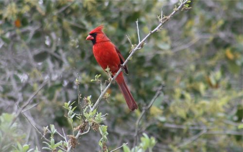 red jay bird branch