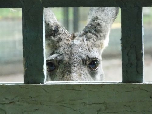 red kangaroo zoo looking