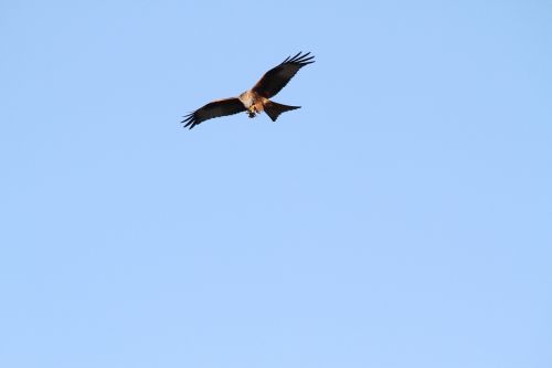 red kite raptor flight