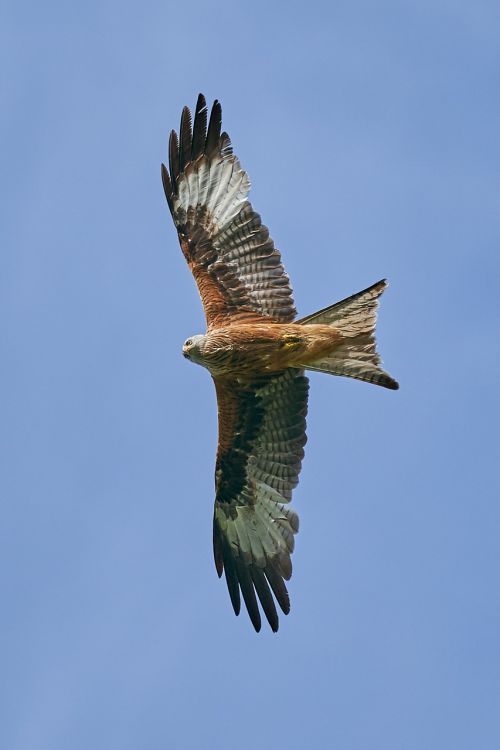 red kite bird of prey fly