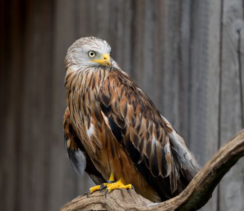 red kite raptor bird of prey