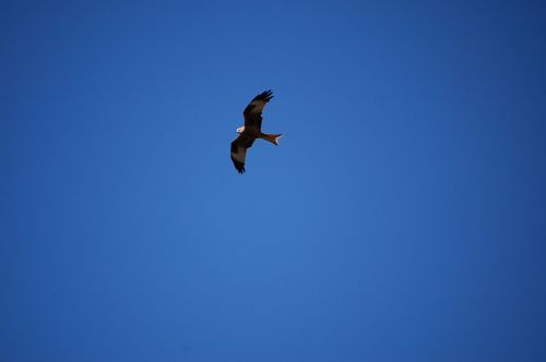 red kite kite bird of prey