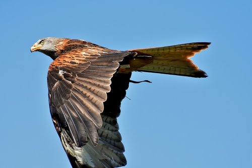 red kite  milvus milvus  animal world