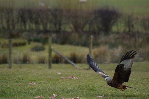 red kite  raptor  brecon