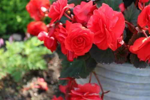 red kukkka flower garden plant