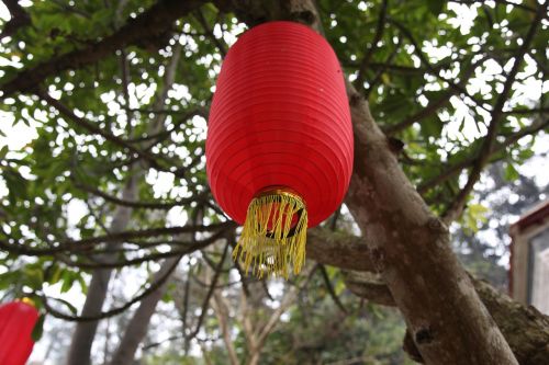 red lantern hanging tree