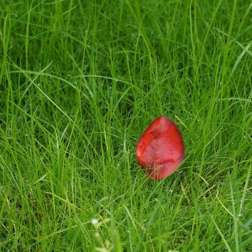 red leaf lonely on the ground