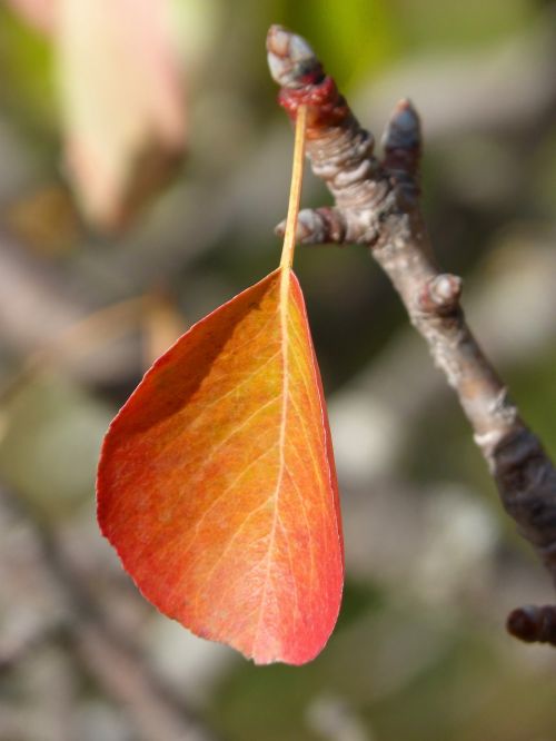 red leaf rosewood autumn