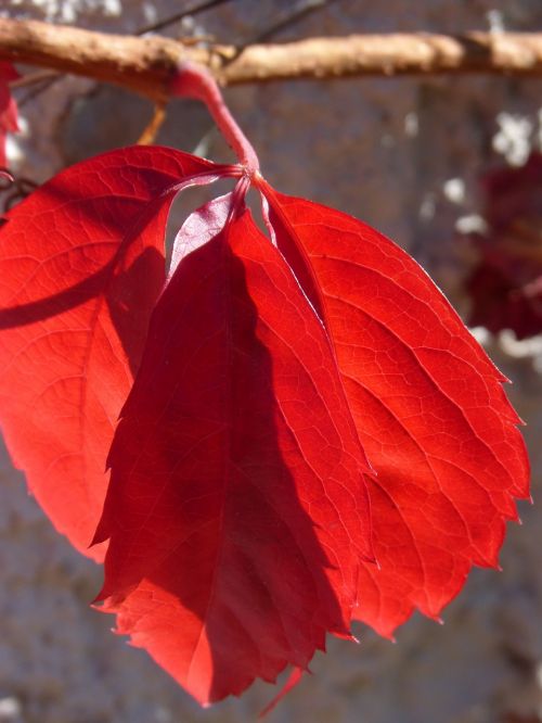 red leaf translucent autumn