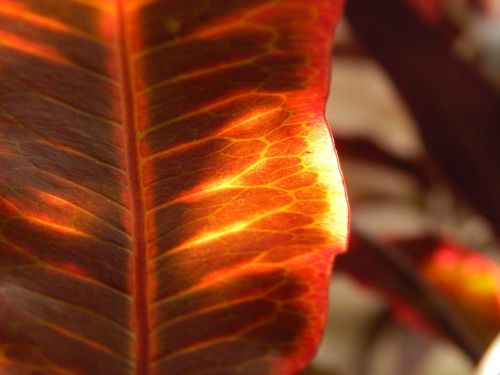 red leaf trasluz autumn