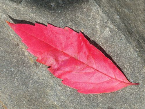 red leaf autumn slate