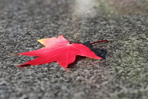 red leaf  maple  acer