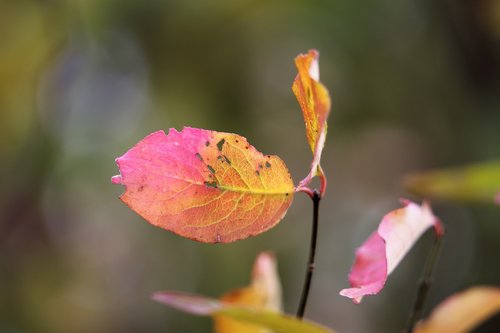 red leaf  branch  foliage