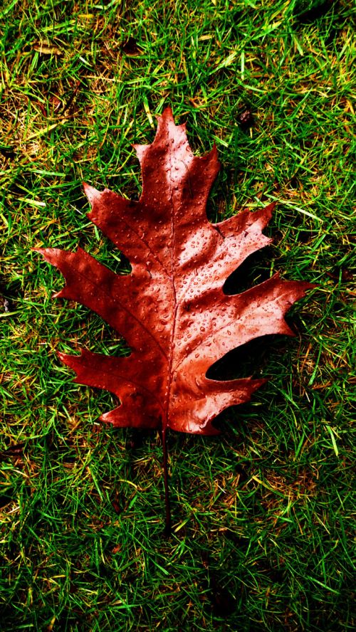 Red Leaf And Drops Of Water