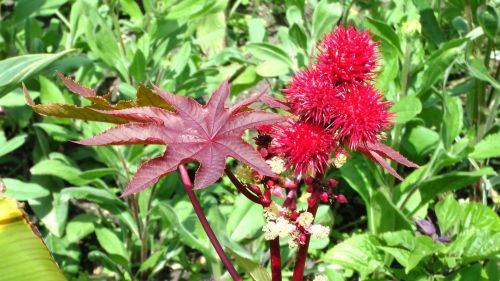 Red Leaf And Flower