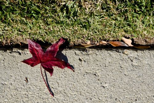 Red Leaf Green Grass