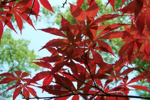 red leaves maple autumn