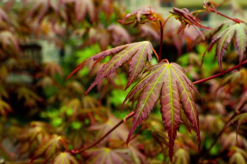 Red Leaves