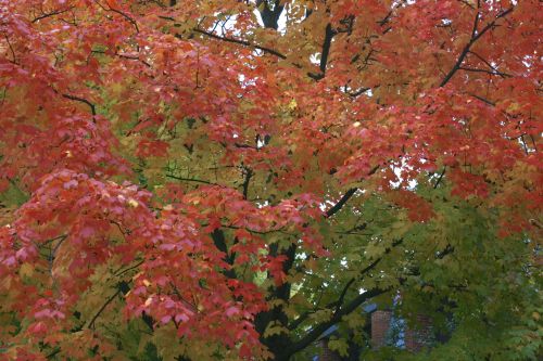 Red Leaves