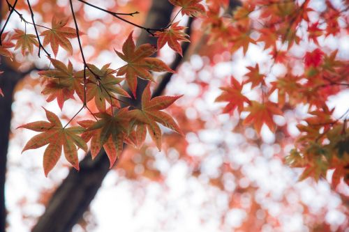 red leaves autumn tree