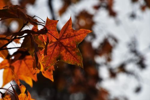 red leaves maple light and shadow