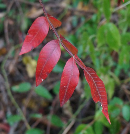 red leaves sumac fall