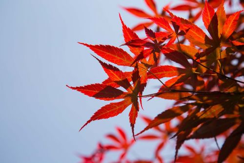 red leaves sky the scenery