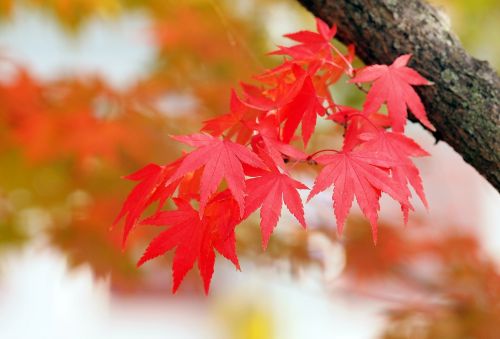 red leaves maple autumn