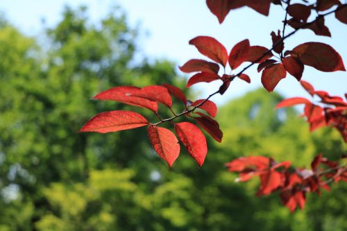 red leaves park green