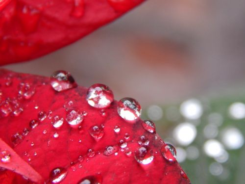 red leaves rain drops