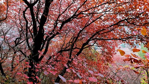 red leaves bright red autumn