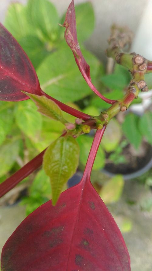 red leaves leaves plants