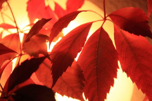 red leaves autumn leaves