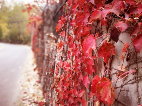 red leaves native plantstake autumn