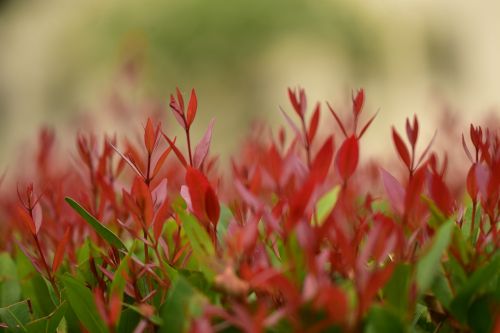 red leaves garden nature