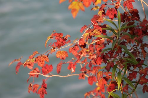 red leaves  lake  summer