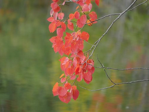 red leaves  fall  autumn