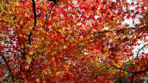 red leaves  autumn  color