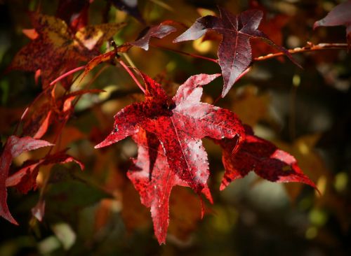 red leaves burgandy maple