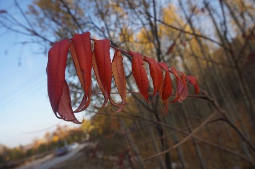 red leaves akita china wind