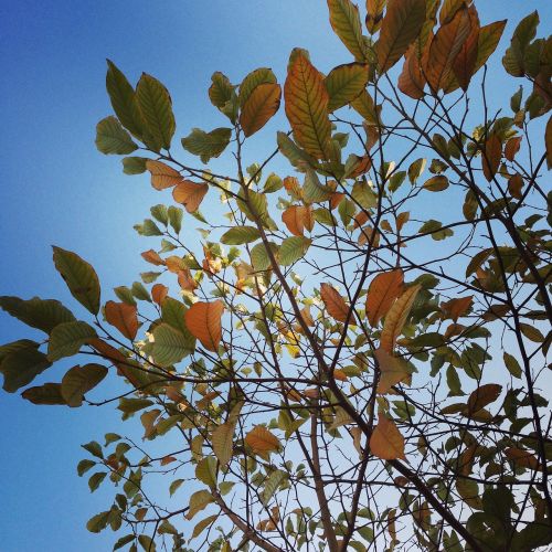 red leaves autumn blue sky