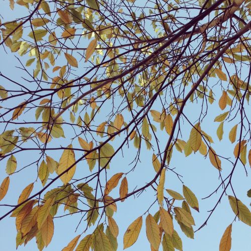 red leaves autumn blue sky