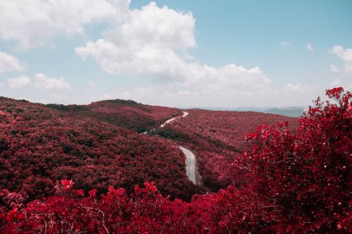 red leaves street hillside