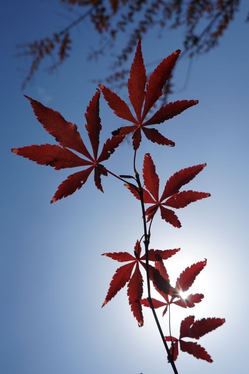 red leaves maple sunshine