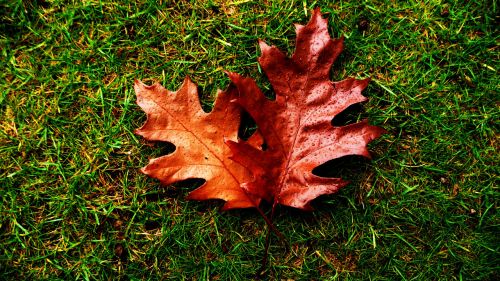 Red Leaves And Drops Of Water