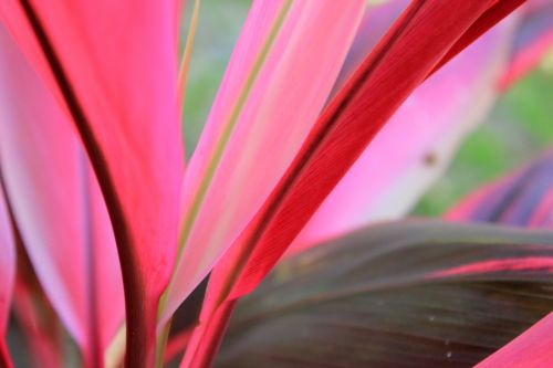 Red Leaves Background