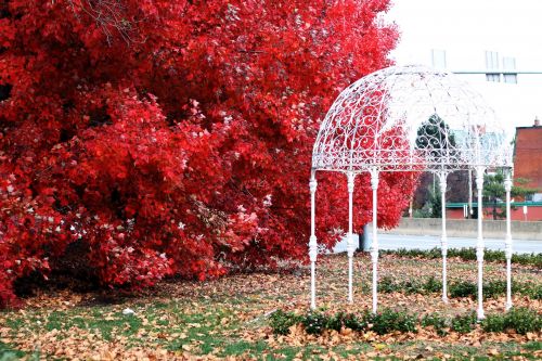 Red Leaves White Gazebo