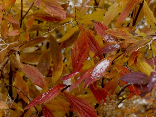 Red Leaves With Snow