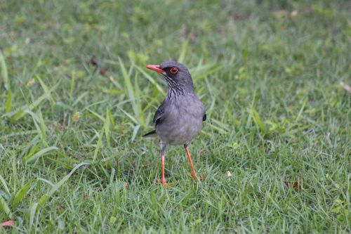 red-legged thrush turdus plumbeus ardosiaceus bird